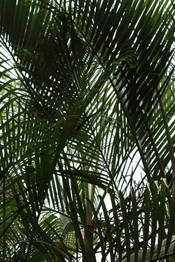 Cabinas Tortuguero Eksteriør bilde