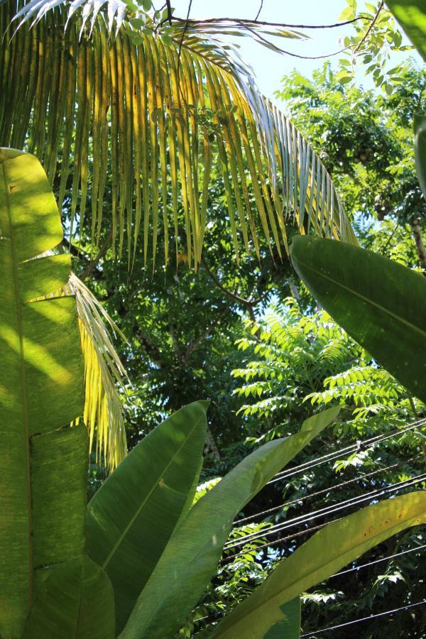 Cabinas Tortuguero Eksteriør bilde