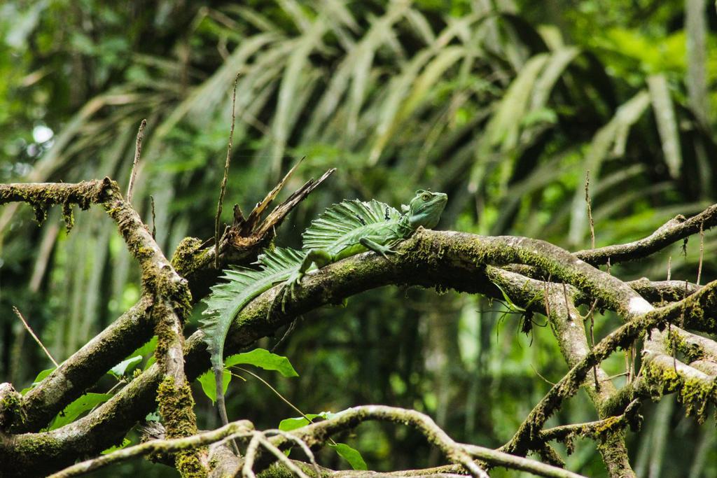 Cabinas Tortuguero Eksteriør bilde
