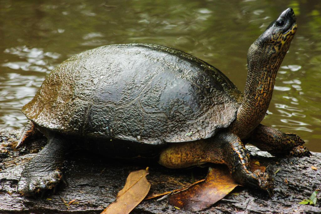 Cabinas Tortuguero Eksteriør bilde