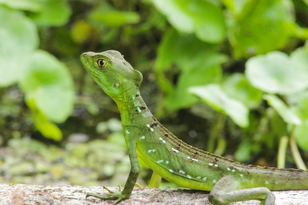 Cabinas Tortuguero Eksteriør bilde