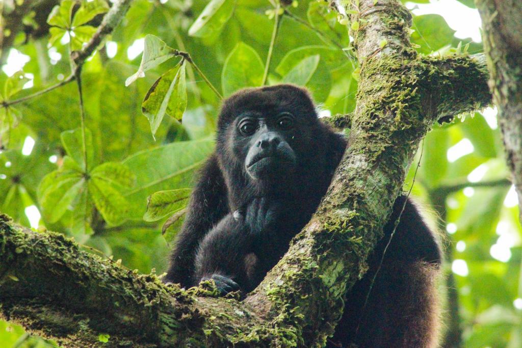 Cabinas Tortuguero Eksteriør bilde