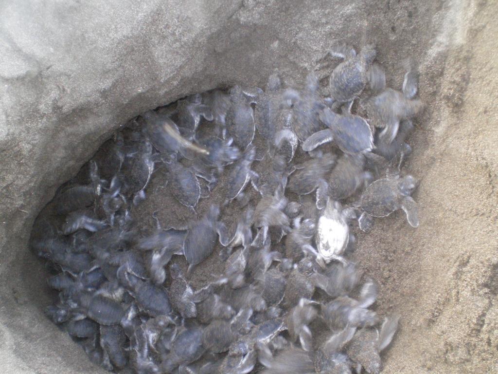 Cabinas Tortuguero Eksteriør bilde
