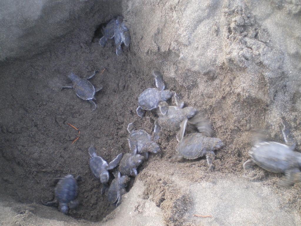 Cabinas Tortuguero Eksteriør bilde